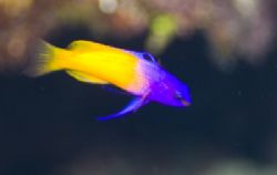 A Fairy Baslett, Cayman Brac D200 inside an Ikelite Housing by Don Bricker 